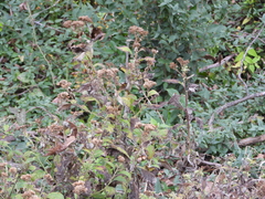 Verbesina virginica