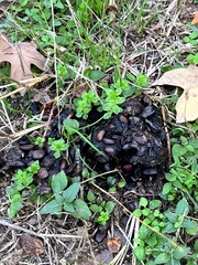 Odocoileus virginianus