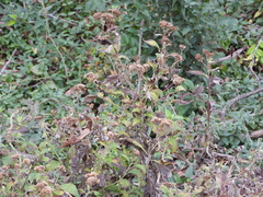 Verbesina virginica
