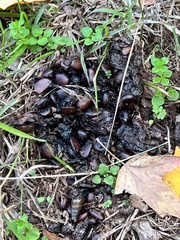 Odocoileus virginianus