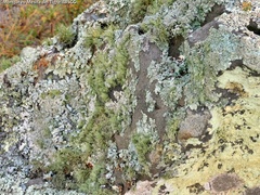 Ramalina intermedia