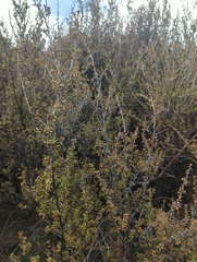 Leptospermum scoparium