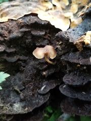 Simocybe serrulata