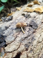 Simocybe serrulata