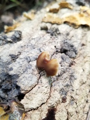 Simocybe serrulata
