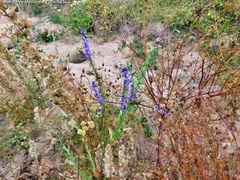 Lobelia fenestralis