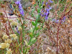 Lobelia fenestralis
