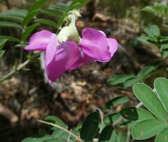 Tephrosia glomeruliflora