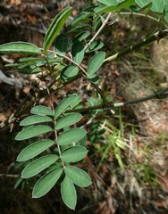Tephrosia glomeruliflora