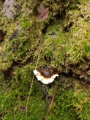 Heterobasidion annosum