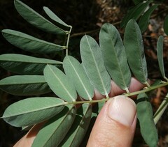 Tephrosia glomeruliflora