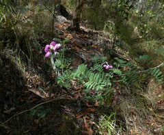 Tephrosia glomeruliflora