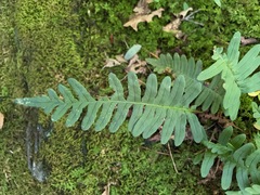 Polypodium