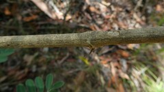 Tephrosia glomeruliflora