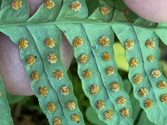 Polypodium