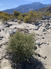 Dicoria canescens