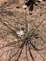 Erigeron eatonii
