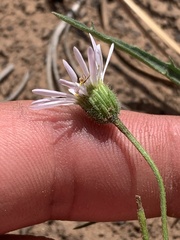 Erigeron eatonii