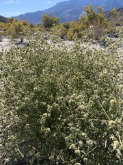 Dicoria canescens
