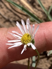 Erigeron eatonii