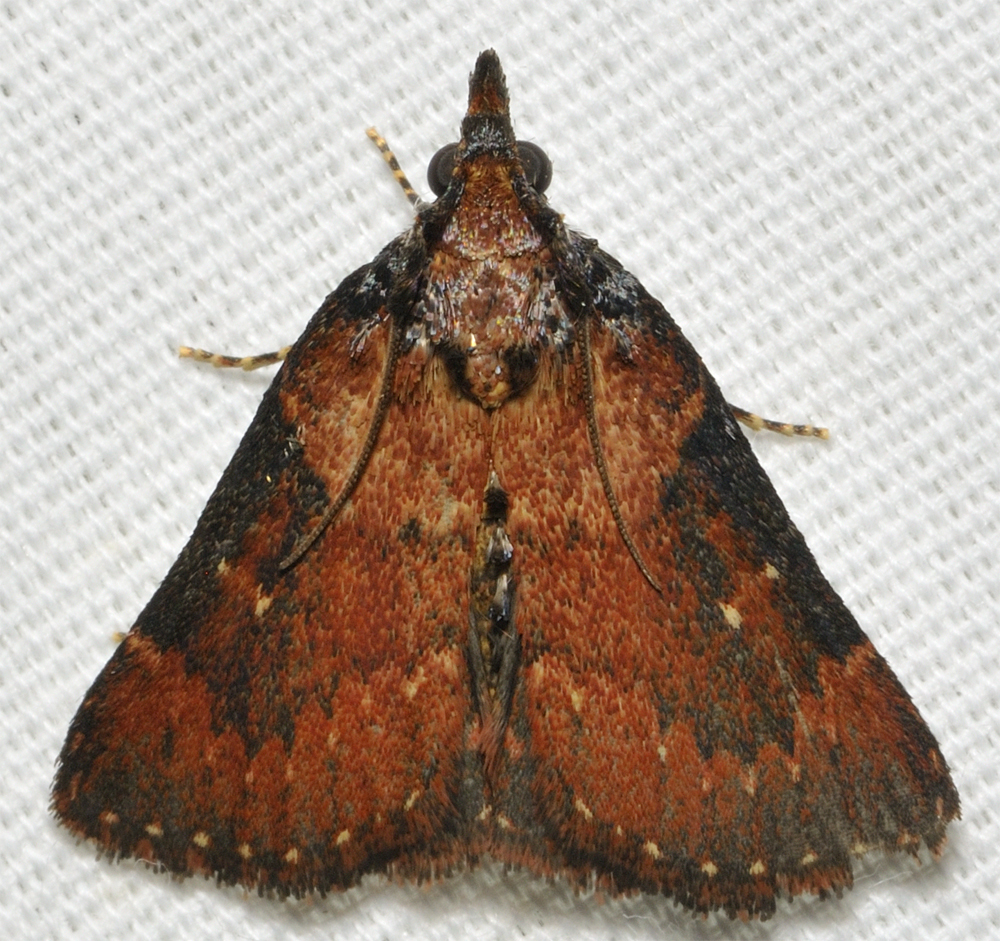 Omphalocera