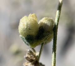 Dicoria canescens