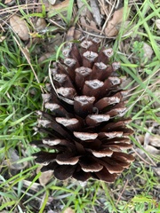 Pinus serotina