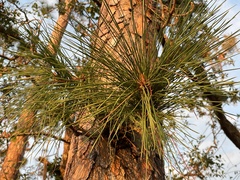 Pinus serotina