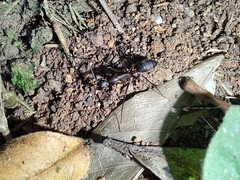 Camponotus lespesii