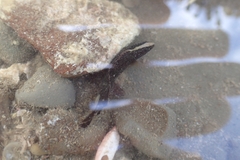 Acanthoclinus fuscus