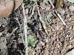 Camponotus lespesii