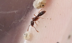 Hypoponera punctatissima