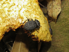 Scotobius pilularius