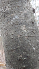 Pseudosagedia cestrensis