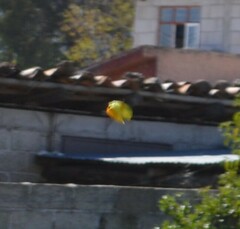 Phoebis philea philea