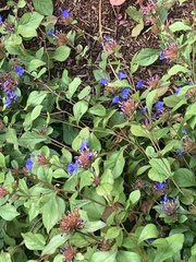 Ceratostigma