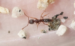 Hypoponera punctatissima