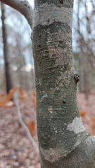 Pseudosagedia cestrensis