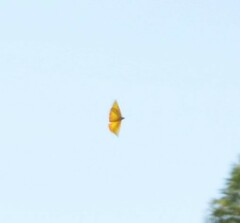 Phoebis philea philea