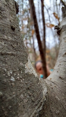 Pseudosagedia cestrensis