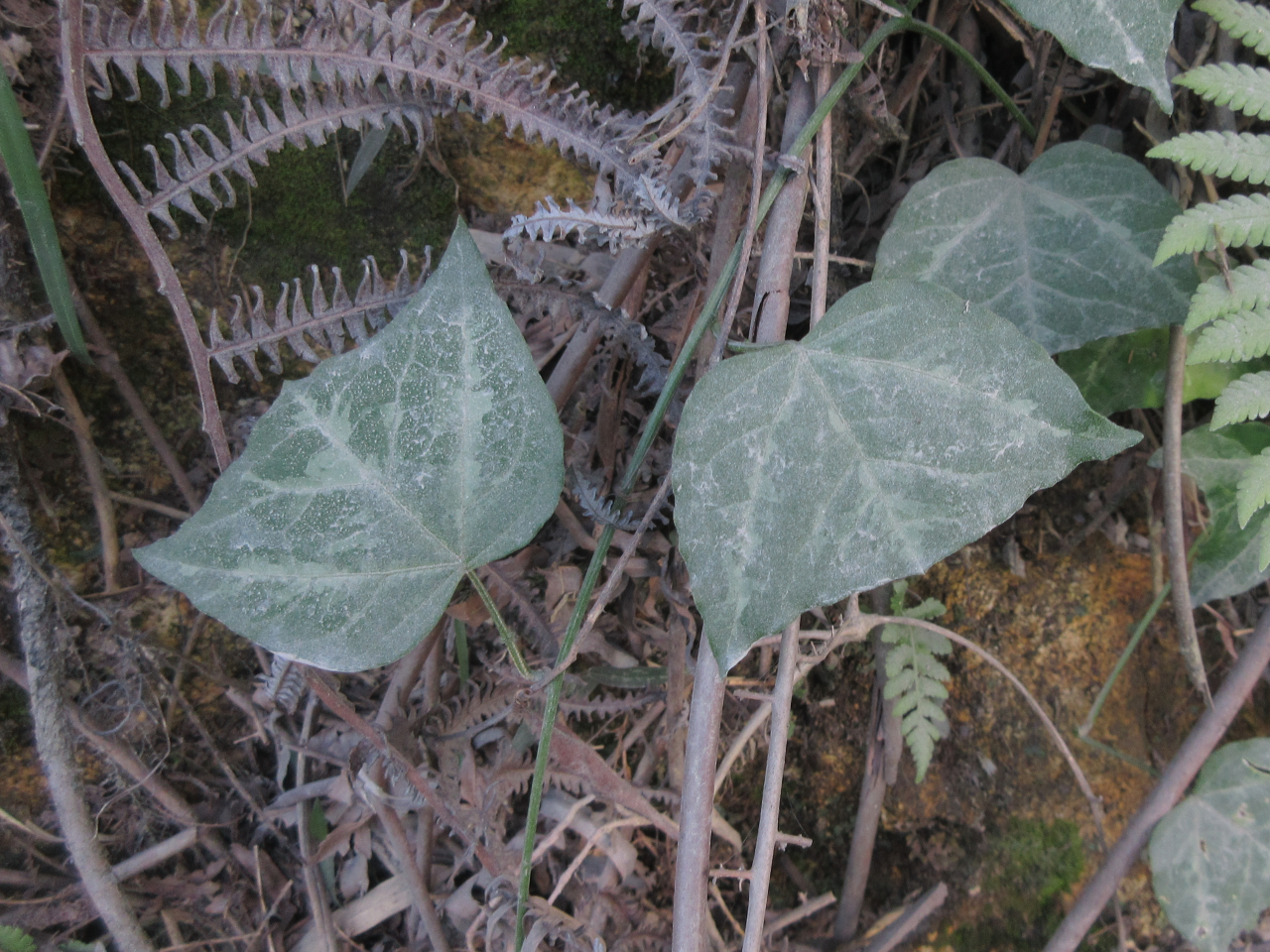 Passiflora wilsonii (Passiflora wilsonii)