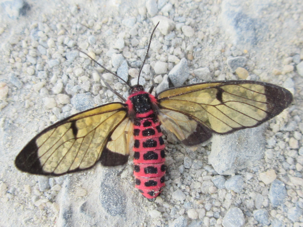 Eressa multigutta