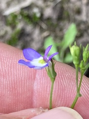 Lobelia berlandieri