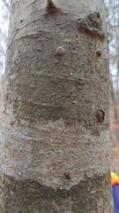 Pseudosagedia cestrensis