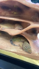 Eublepharis macularius