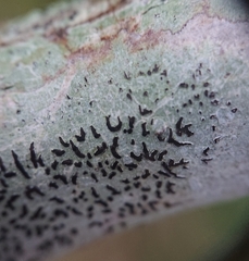 Opegrapha