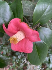 Camellia