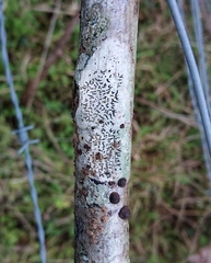 Opegrapha