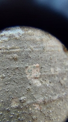 Pseudosagedia cestrensis