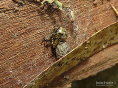 Cryptachaea altiventer